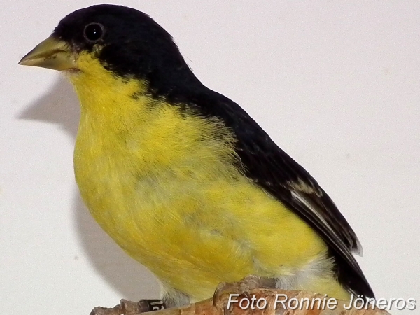 Mexikansk sisken (Carduelis Psaltria)